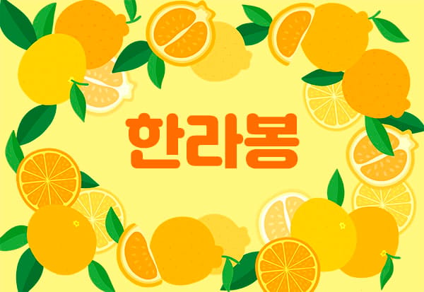남쌤.제주1인샵- 한라봉 -연출사진